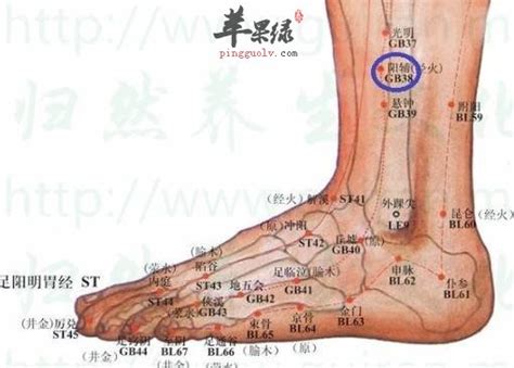 陽輔穴位置